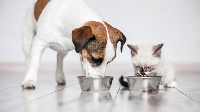Cat and dog eating together from bowls indoors 