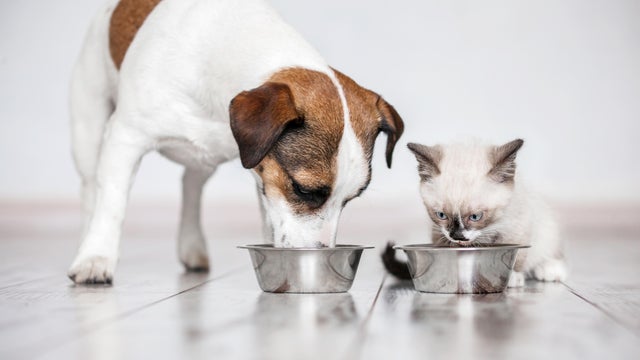 Cat and dog eating together from bowls indoors
