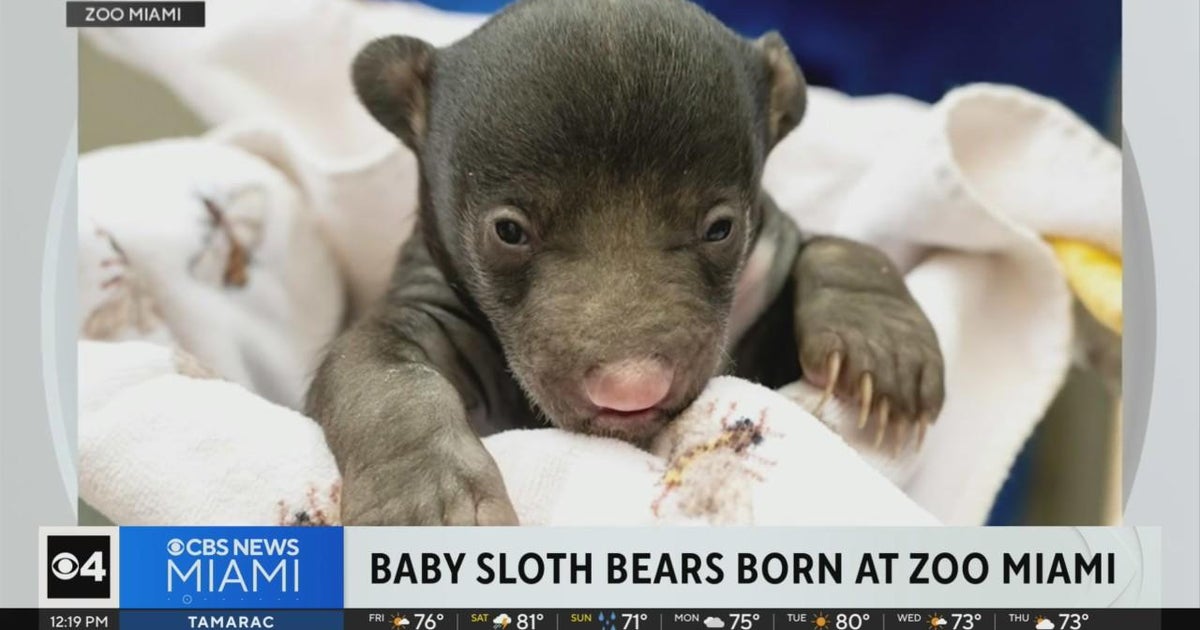 Zoo Miami announces delivery of sloth bears Zoo Miami announces delivery of sloth bears