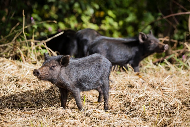 Feral pigs 