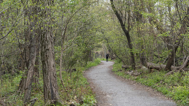 Lonely hiker seen on the path in Van Cortland Park of the 
