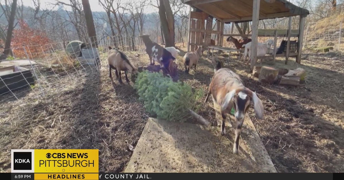 Nonprofit accepting Christmas trees as snacks for goats CBS Pittsburgh