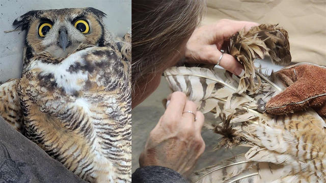 Owl Rescued 