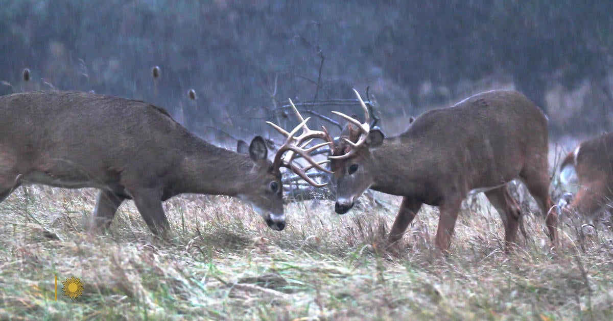 Nature: White-tailed deer in New York State - CBS News