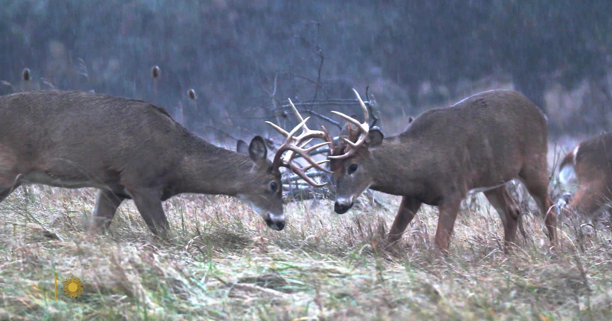 Nature White tailed Deer In New York State CBS News nature-white-tailed-deer-in-new-york-state-cbs-news