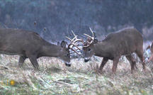 Extended Nature Video: White-tailed deer in New York State 