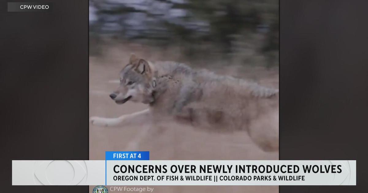 Some Reintroduced Colorado Wolves Came From Packs With History Of ...