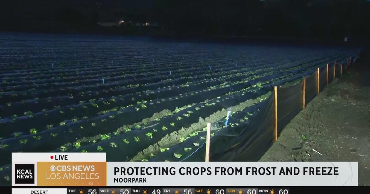 SoCal farmers battle freezing temperatures overnight - CBS Los Angeles