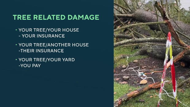 tree-damage.jpg 
