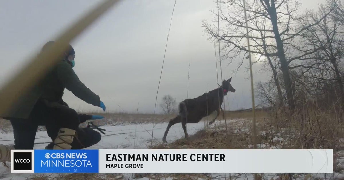 U of M researchers examine if deer can carry COVID, Lyme disease - CBS ...
