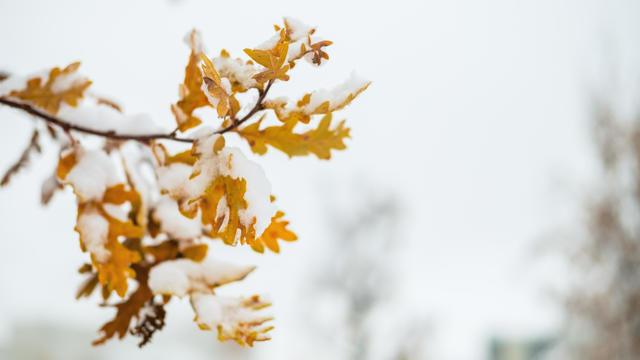 A tree branch with yellow autumn oak leaves on the street covered in snow in cold winter weather. 