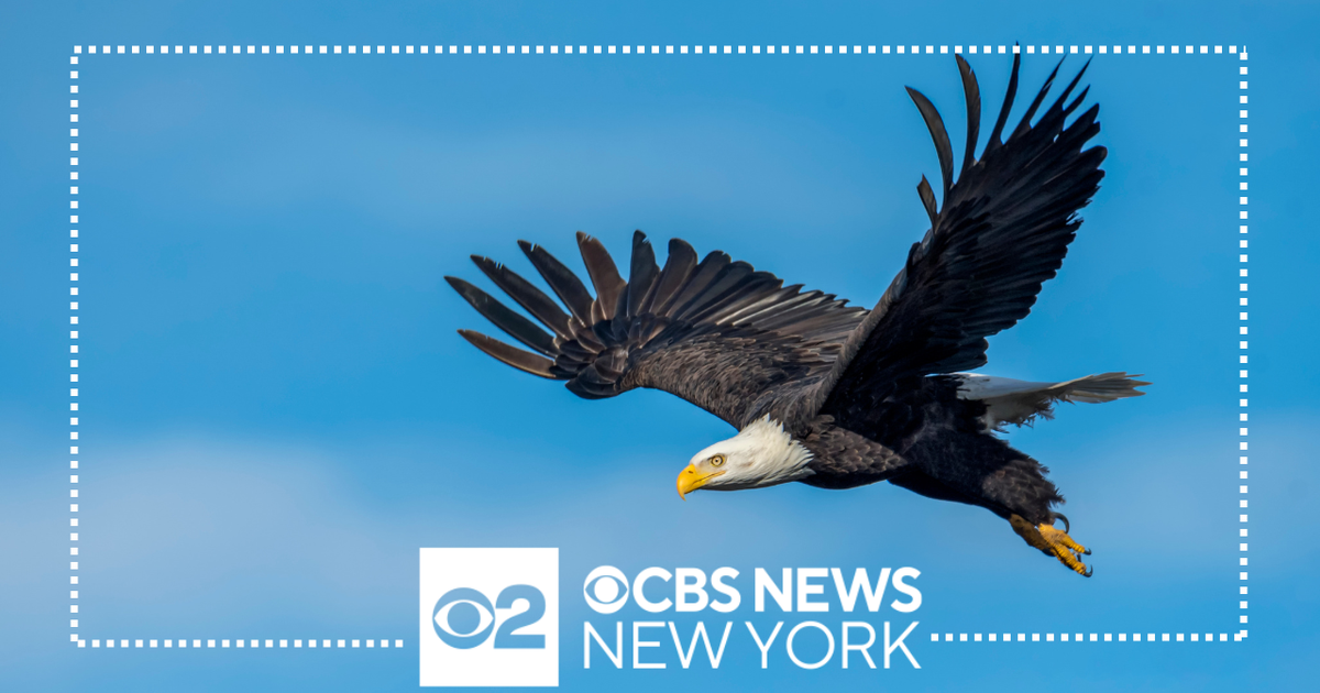 Celebrate bald eagles America #39 s national symbol this weekend in New Celebrate bald eagles America #39 s national symbol this weekend in New