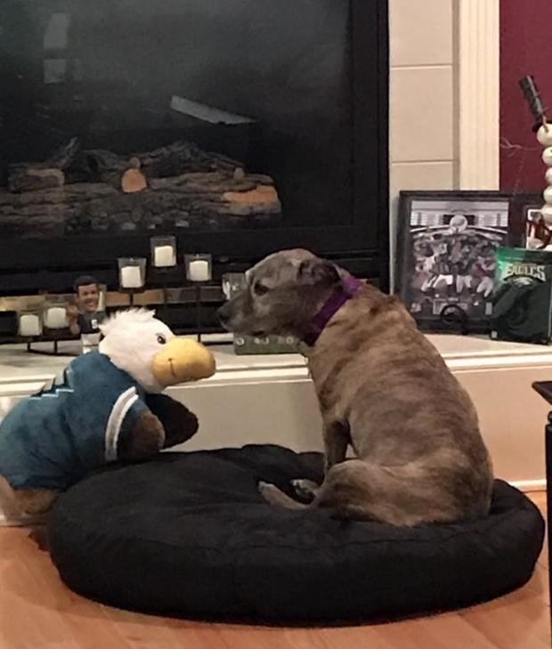 Bella the dog having a pep talk with Swoop 