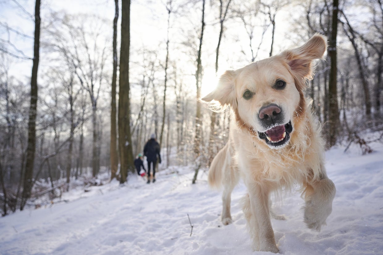 Curated visual reference: Fresh Look at What Temperatures Are Too Cold For Dogs Cats And More