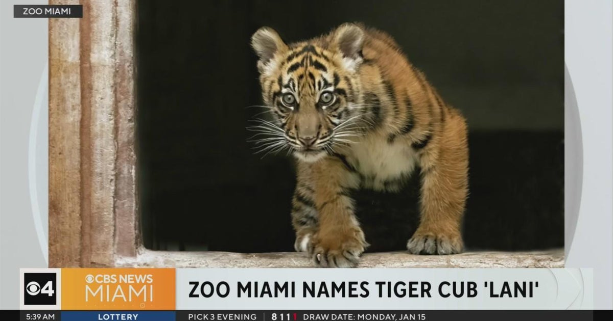 Zoo Miami names tiger cub Lani Zoo Miami names tiger cub Lani