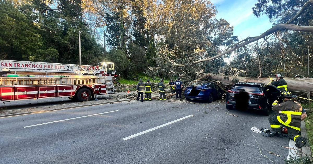 A large tree fell on 5 cars in Golden Gate Park in San Francisco;  19th Street blocked, 2 injured