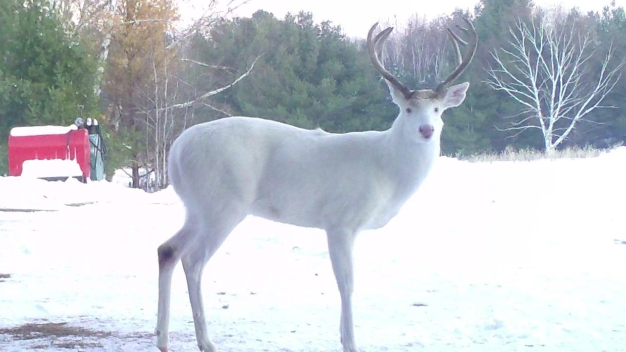 raw-mon-albino-deer-dies-6-p-pkg-lauritsen-chaney.jpg 