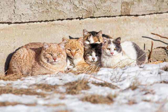 Outdoor cats and cold hot sale weather