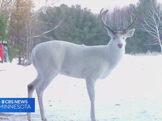 Wisconsin community remembers life of 15-year-old albino deer