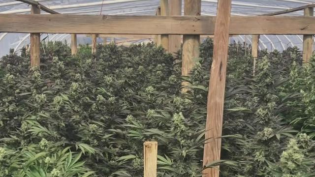 illegal marijuana grow california 