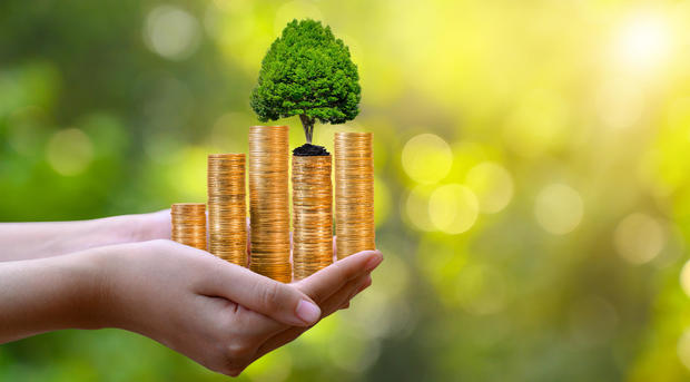 hand Coin tree The tree grows on the pile. Saving money for the future. Investment Ideas and Business Growth. Green background with bokeh sun 