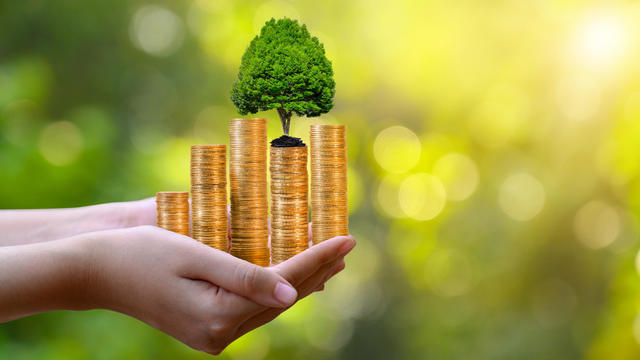 hand Coin tree The tree grows on the pile. Saving money for the future. Investment Ideas and Business Growth. Green background with bokeh sun 