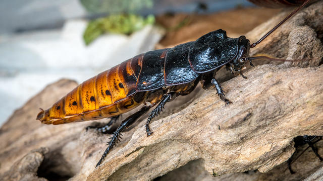 Madagascar hissing cockroach (Gromphadorhina portentosa) 