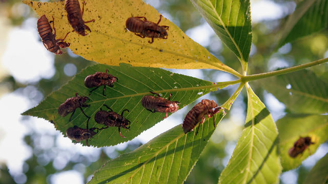 Cicadas Return To Midwest 