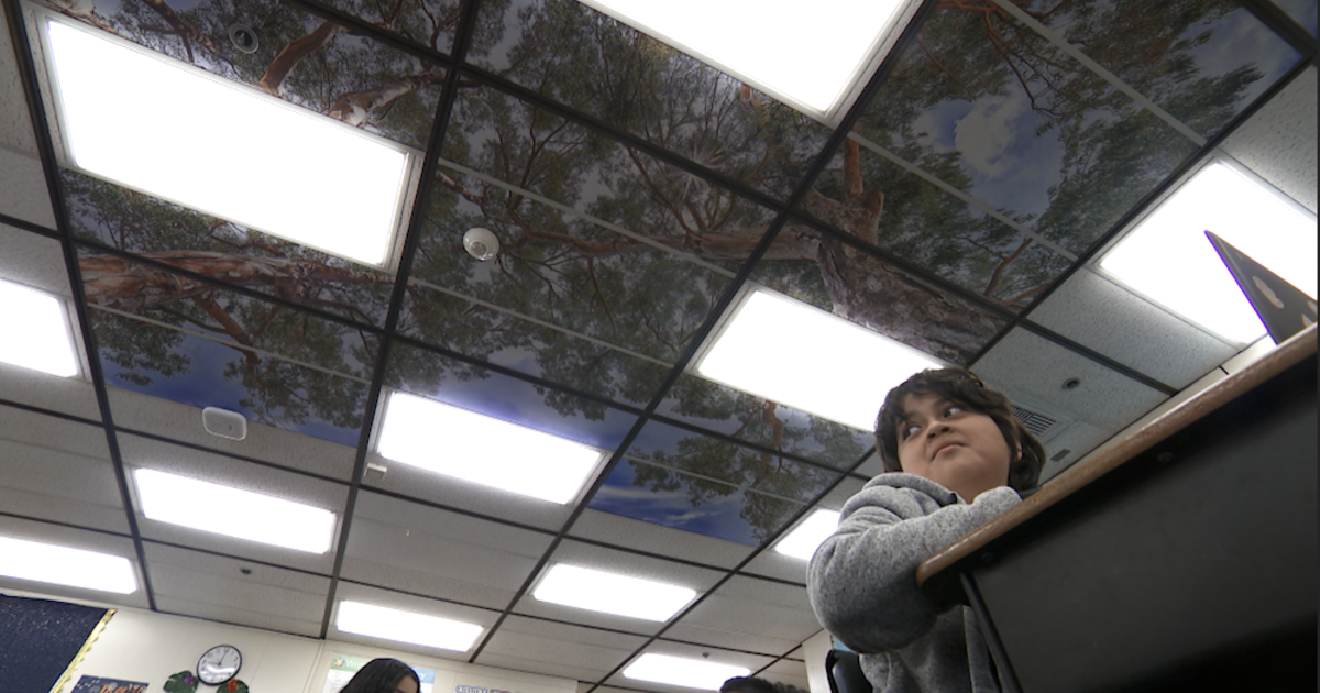 Децата могат да се възползват от достъпа до природата. Този фотограф внася дървета в класните стаи – на тавана.
