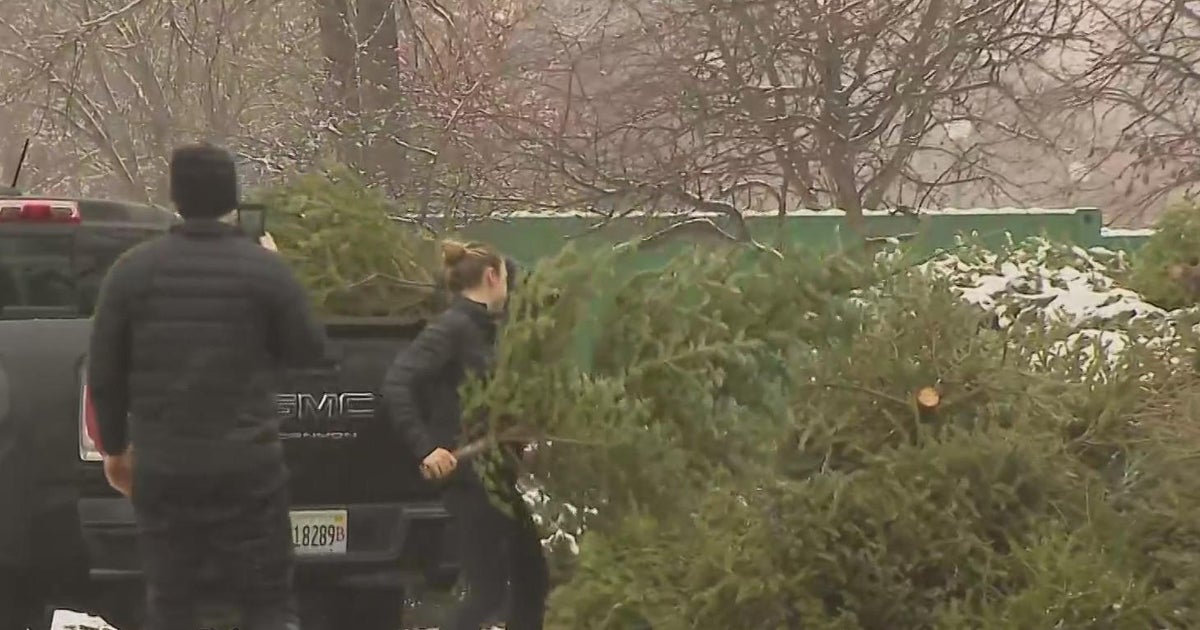 Last chance to recycle Christmas trees at 27 locations in Chicago CBS