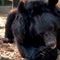 Bear rescued from bombed-out Ukrainian zoo gets new home in Scotland