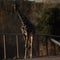 Adored Benito the giraffe moved in Mexico to a climate much better for him