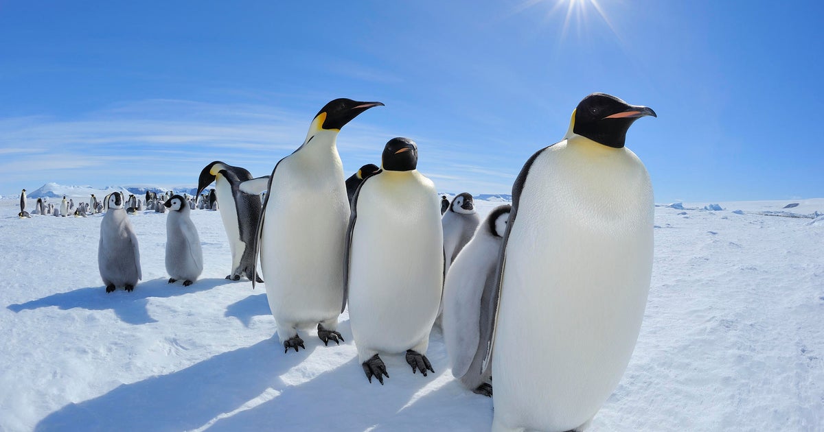 New report indicates emperor penguins are living on thin ice 