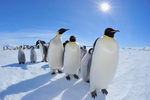 Emperor penguin, Aptenodytes forsteri 