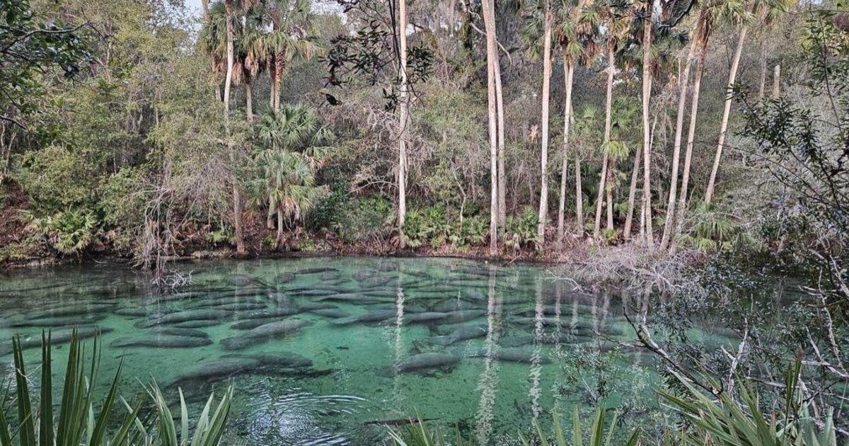 Nearly 1,000 manatees have record-breaking gathering at Florida state park amid ongoing mortality event