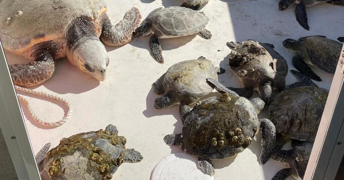 Повече от 100 зашеметени от студ костенурки, спасени след като изплуваха на брега замръзнали в Северна Каролина