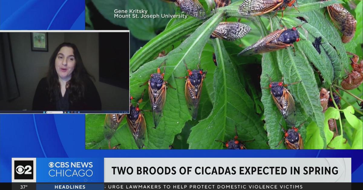 Two Broods Of Cicadas Expected In Spring Cbs Chicago