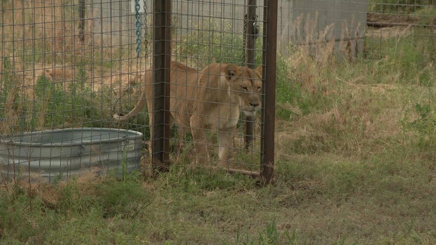 A lion being released into its permanent habitat