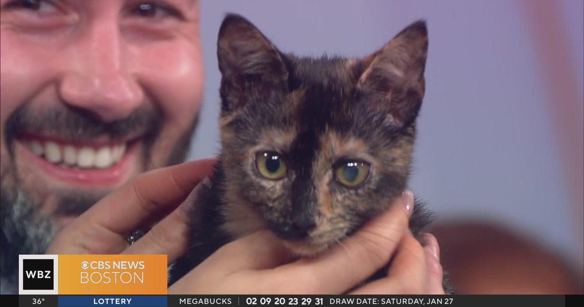 Pet Parade The Cat Connection CBS Boston