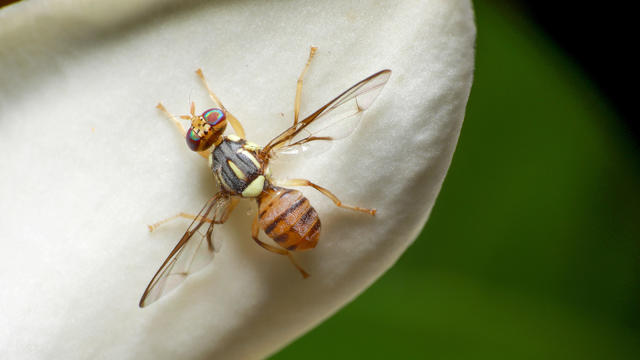 Macro shot of Top view Oriental Fruit Fly or Bactrocera Dorsalis on white flowers background. Animal or insects concept. 