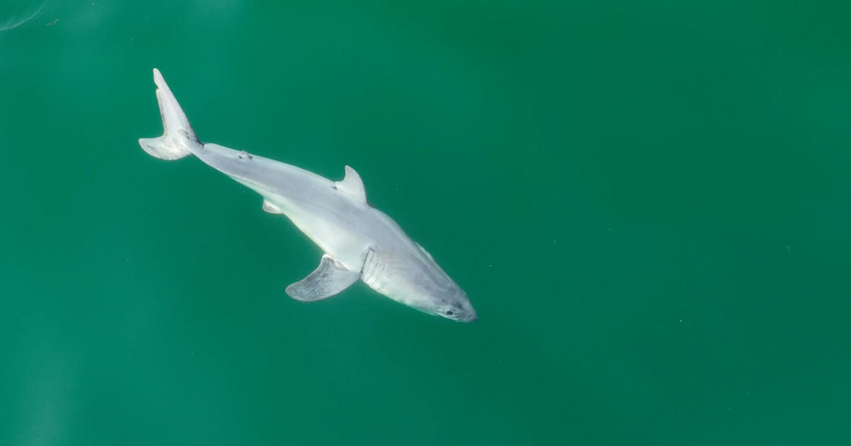These photos may provide the world's first look at a newborn great white shark