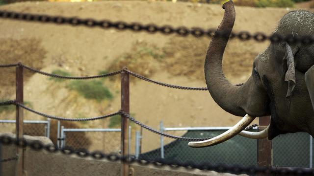 Animal Activists Try To Remove Elephant From Los Angeles Zoo 
