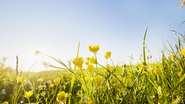 Close-Up of yellow buttercups on meadow against sunlight and blue sky 