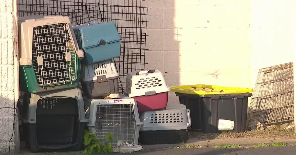 Dog rescue owner facing 4 felonies for animal mistreatment says shelter ...