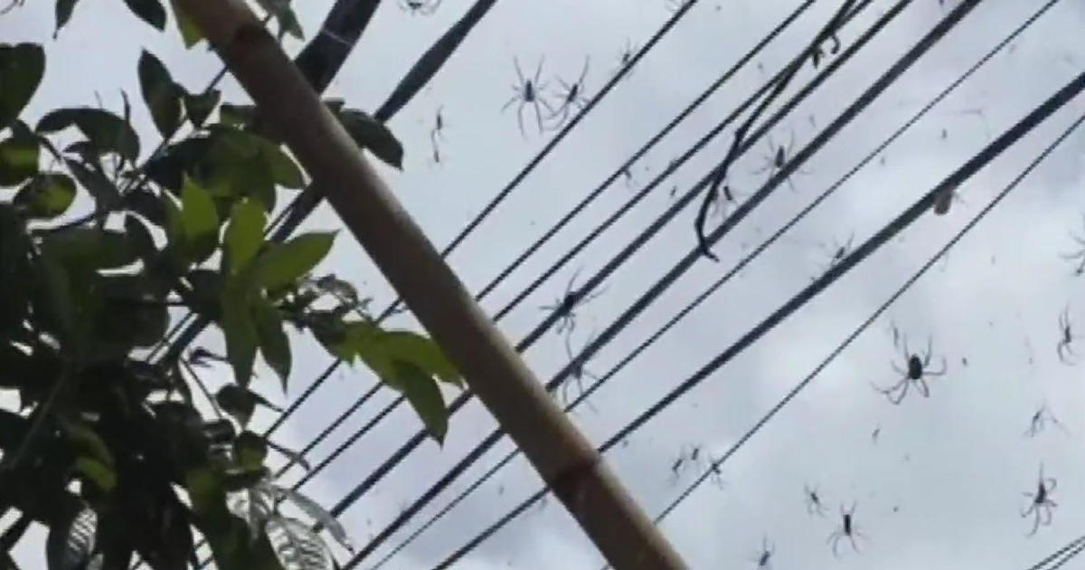 Video captures net of spiders in Bali - CBS Chicago