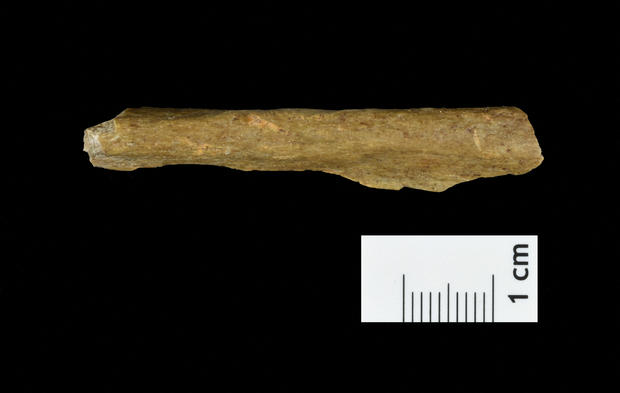 A Homo sapiens bone fragment from excavations at a cave site in the German town of Ranis 