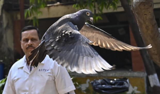 Pigeon detained on suspicion of spying released after eight months