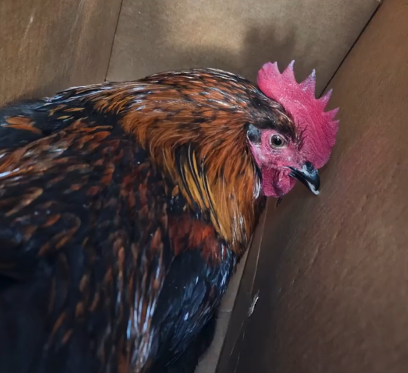 jeffco-rooster-captured.png 