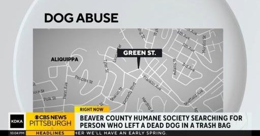 Dead dog found in trash bag in Pittsburgh area - CBS Pittsburgh