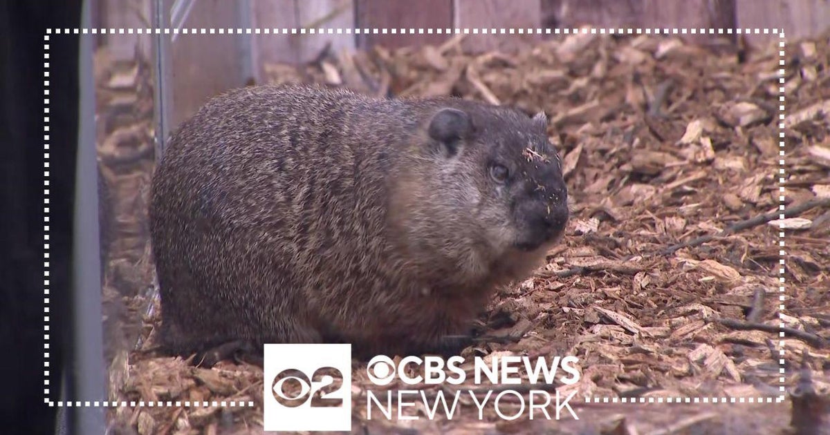 Watch Staten Island Chuck predicts early spring on Groundhog Day 2024